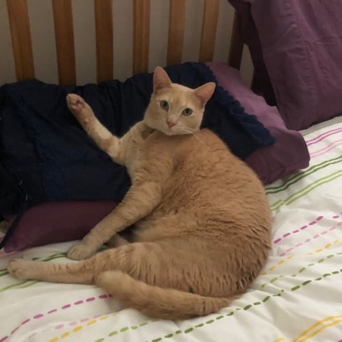 Basil - Assisted Rehome 🌿💙