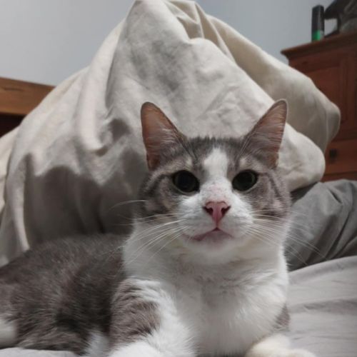 Mochi