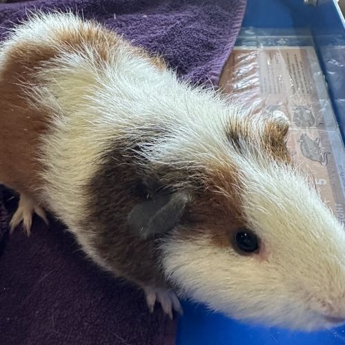 Dexter (bonded With Batty And Gomez)