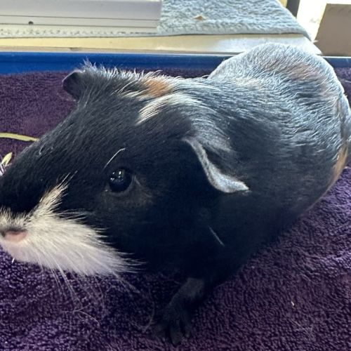 Batty (bonded With Dexter And Gomez)