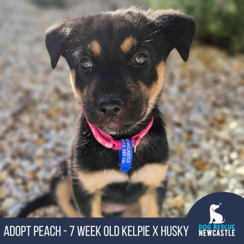 Peach - 7 Week Old Kelpie X Husky (trial)