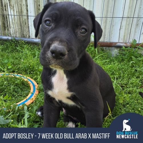 Bosley - 7 Week Old Bull Arab X(Trial 22/11)