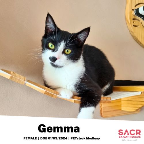 Gemma