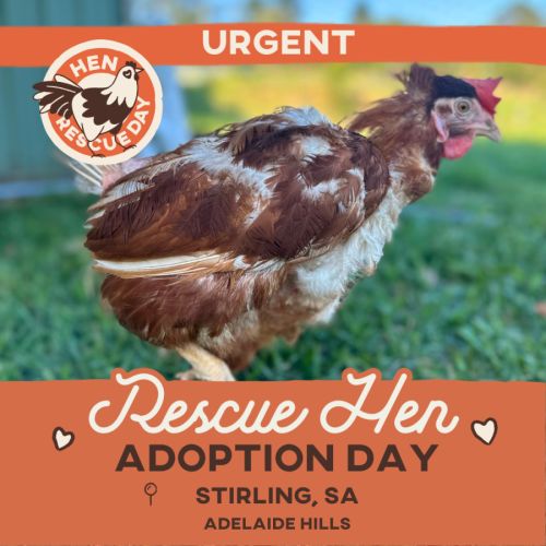 Stirling, SA - Rescue Hens - Adoption Day