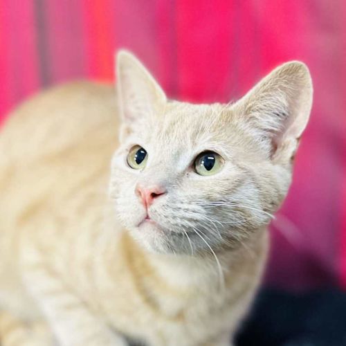 Jack (Located in Preston) 