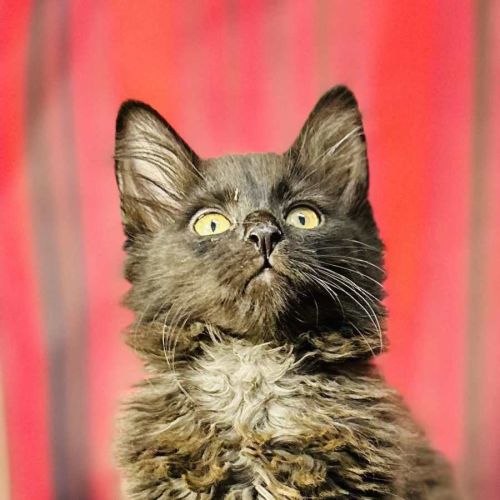 Sabrina (Located in Preston) 