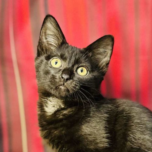 Boo (Located in Preston) 