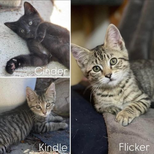 11137/40/41 - Cinder, Kindle & Flicker