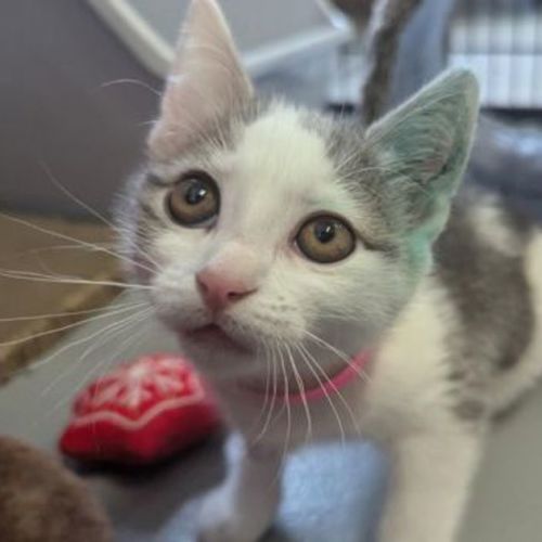 Kiki
