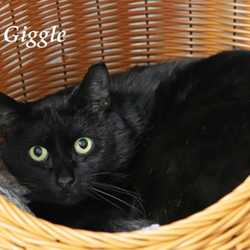 Giggle - Foster To Adopt