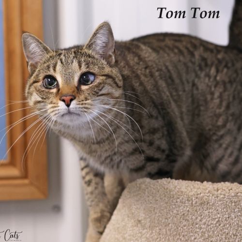 Tom Tom