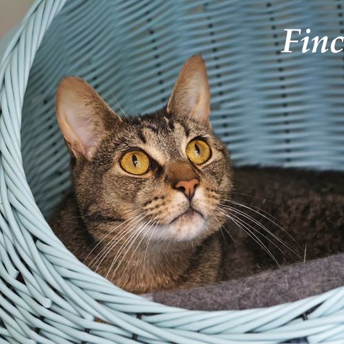 Finch