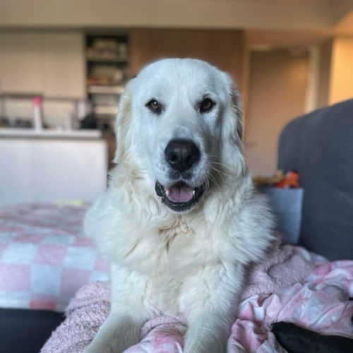 Luna *9 Lives Project Rescue*