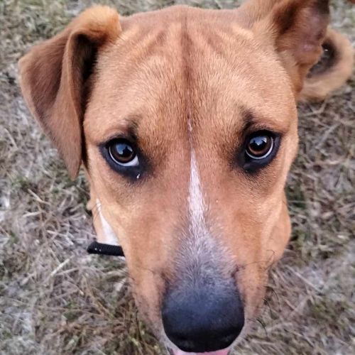 No photo for Lewis (Louie)