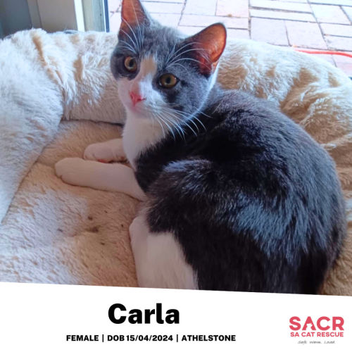 Carla