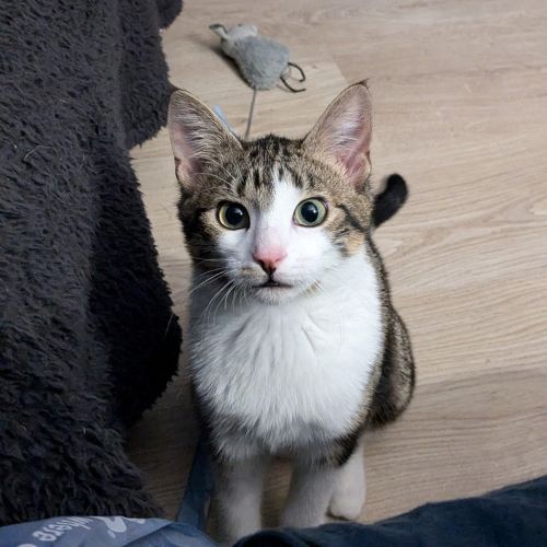 Elvis