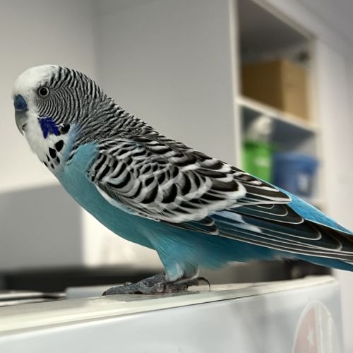 Phoenix