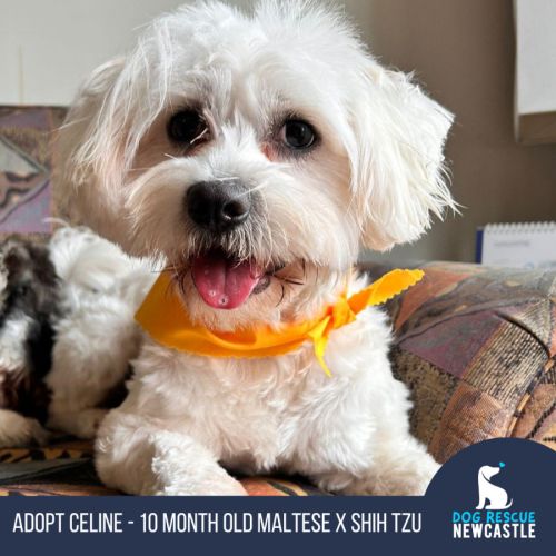 Celine - 10 Month Old Maltese X Shih Tzu (Trial)
