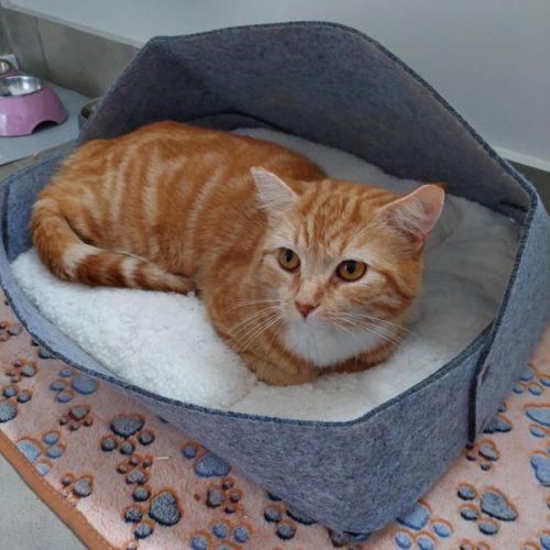 Big Red **2nd Chance Cat Rescue**