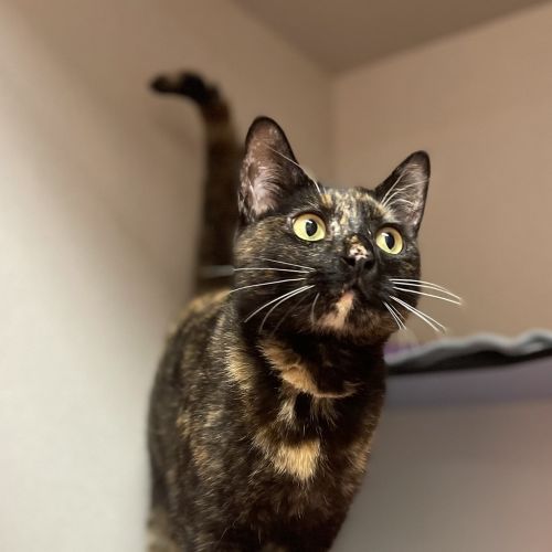 Mocha