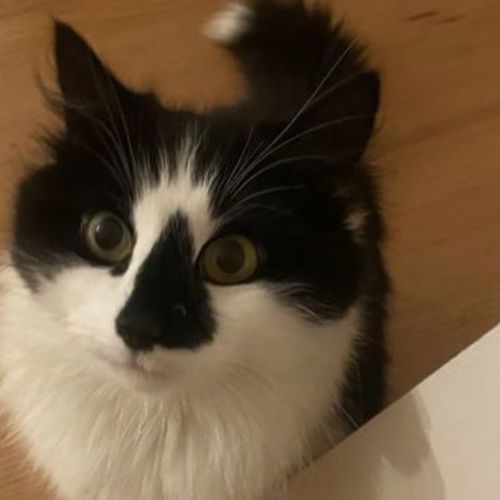 Daisybelle