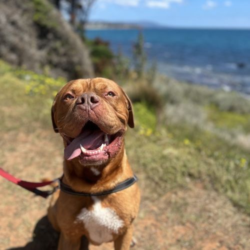 Apollo