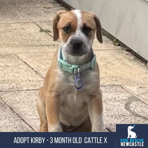 Kirby - 3 month old Cattle dog x (On Trial)