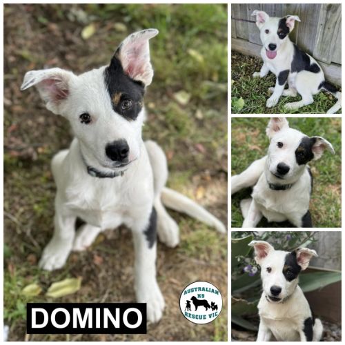 Domino 