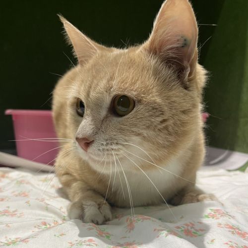 Nemo
