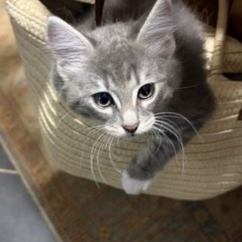 Aphmau
