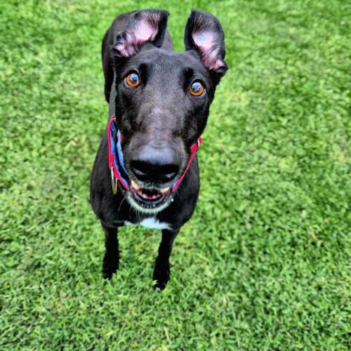 Clover, the cat friendly greyhound