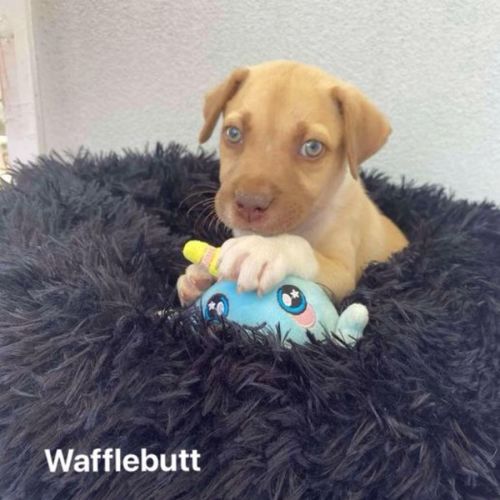 Wafflebutt
