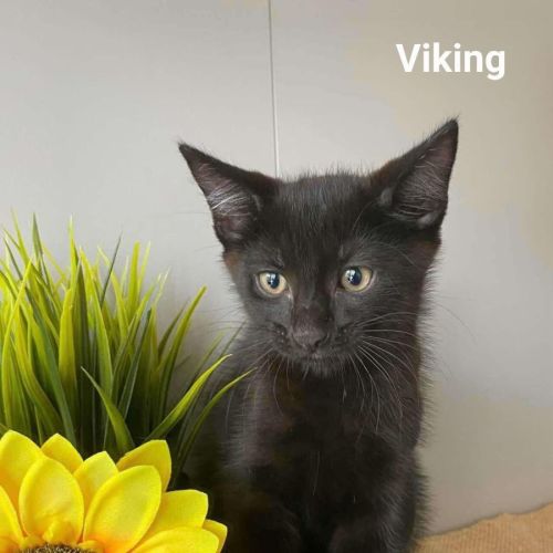 Viking