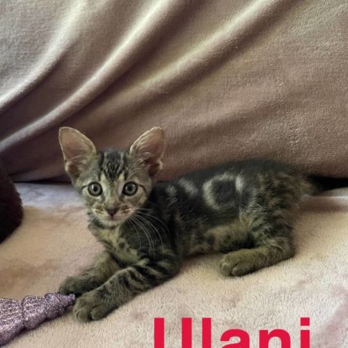Ulani