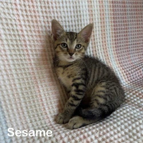 Sesame