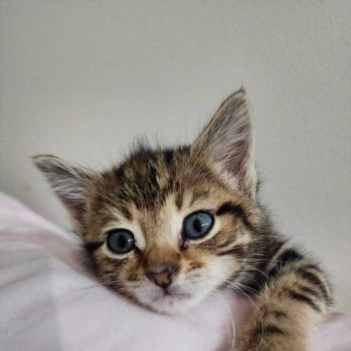 Miss Business (Bizzy) 