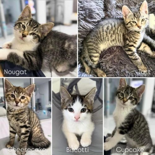 Tart, Cheesecake, Biscotti, Nougat & Cupcake