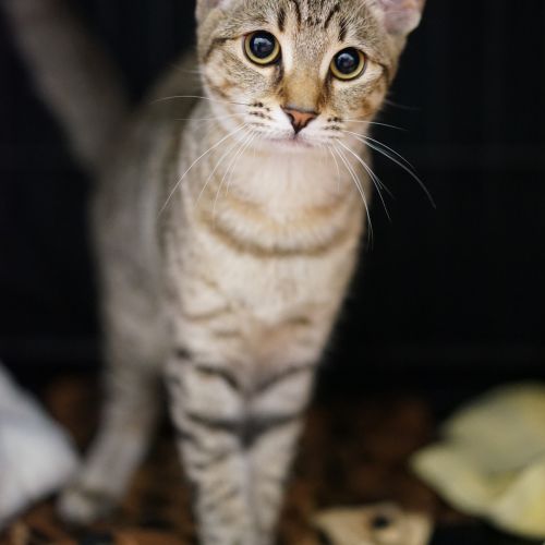 Mochi