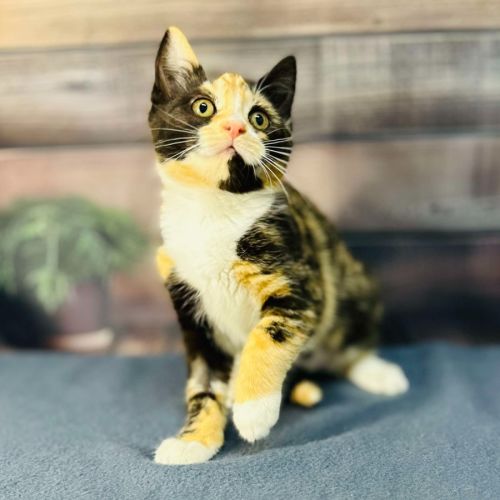 Aurora - Located in Wallan