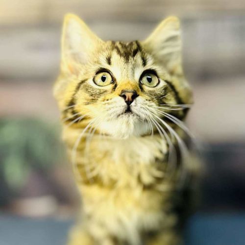 Sky - Located in Wallan