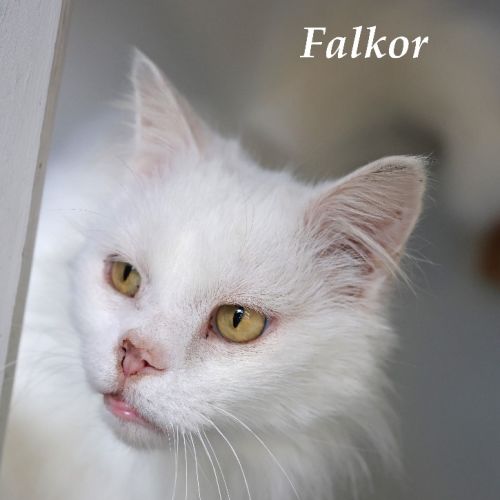 Falkor - Foster To Adopt
