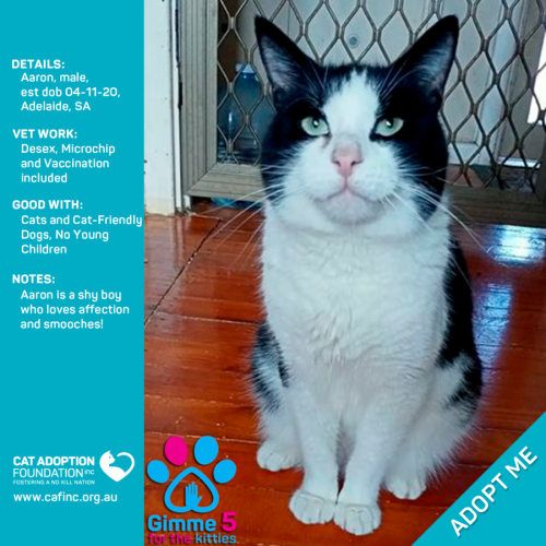 Aaron Only $39 Limited Time!