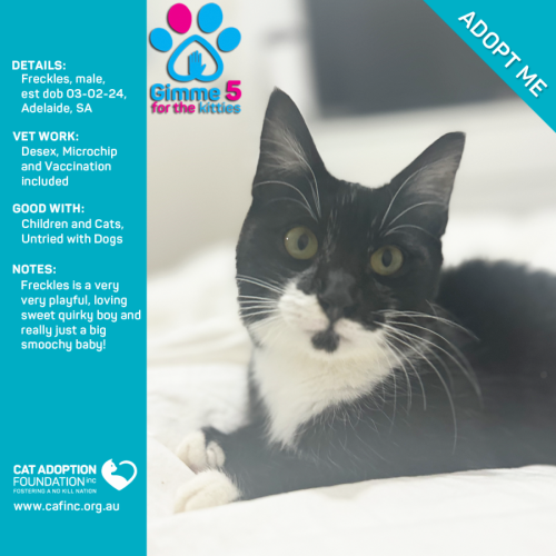 Freckles Just $50 Limited Time!