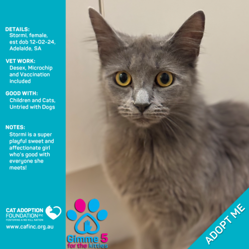 Stormi Just $50 Limited Time!