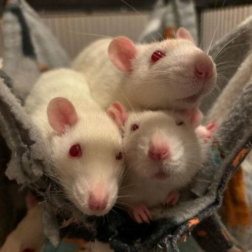 No photo for Emma, Cleo & Rikki