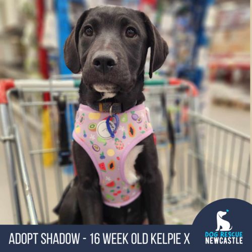Shadow - 16 Week Old Kelpie X (On Trial)
