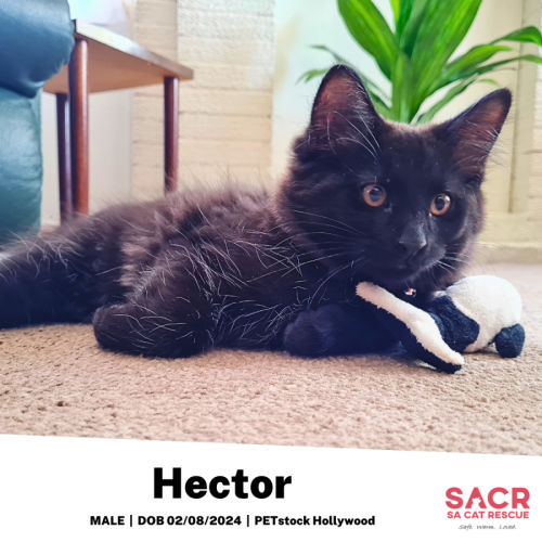 Hector