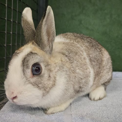 Penny (bonded To Tabitha)