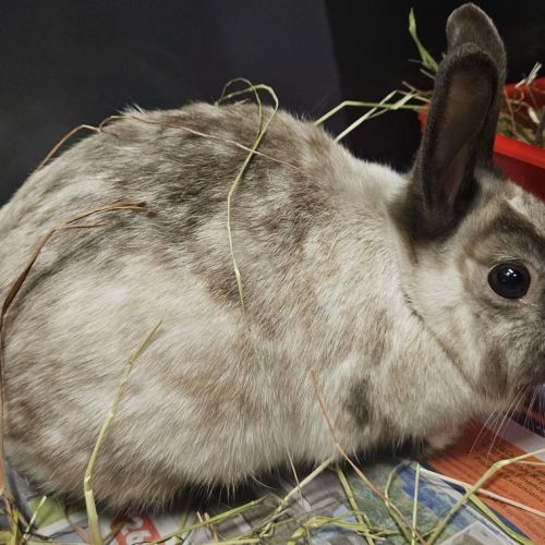 Tabitha (bonded To Penny)