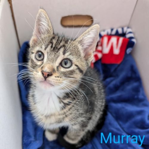 Murray meet me@Petstock Mornington nepean HWY